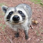 raton-laveur-curieux-1200x900 raton-laveur-curieux-1200x900